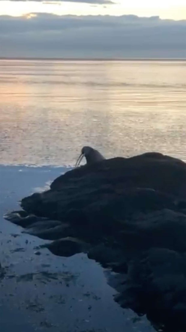 Valross besökte Kattviks hamn