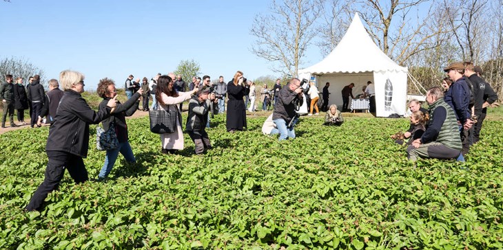 Många medier var plats när potatisen skulle firas. Foto: Peter Jakobsson