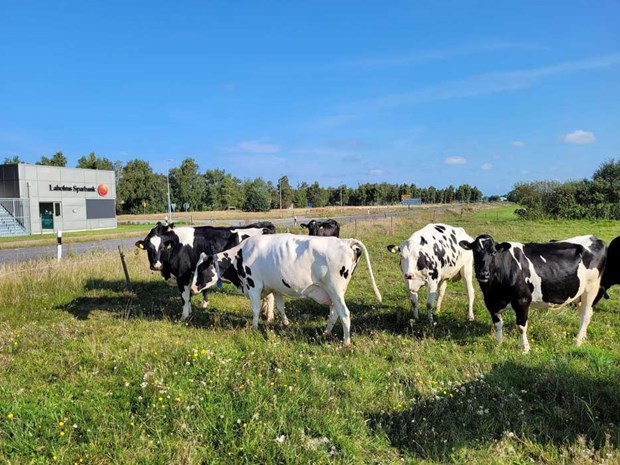 J�ttecampingen � bygget kan snart starta