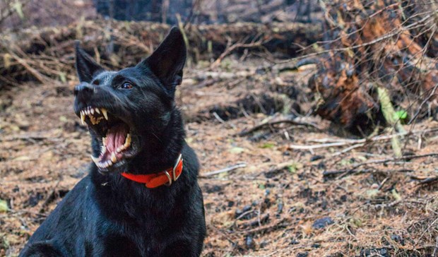 Man åtalas efter våldsam hundattack i Båstad