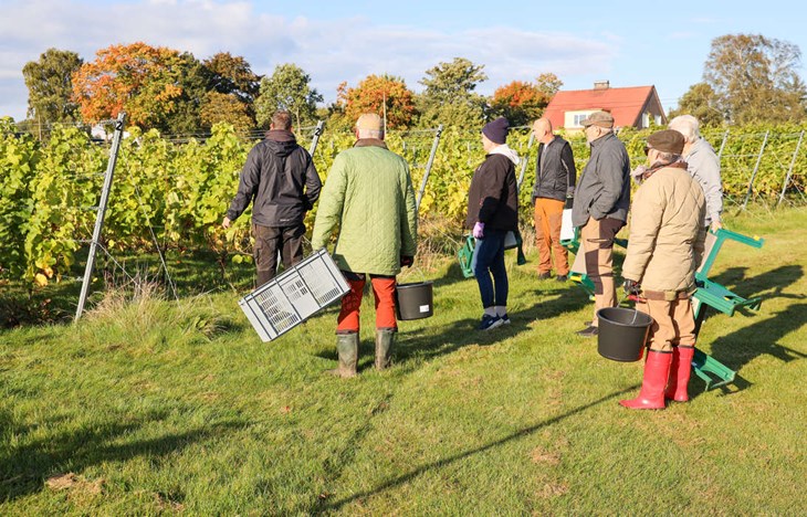 Joakim leder ett gäng frivilliga plockare ut bland raderna av vinrankor. Foto: Peter Jakobsson