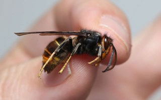 Rustar för att möta farlig invasiv bålgeting