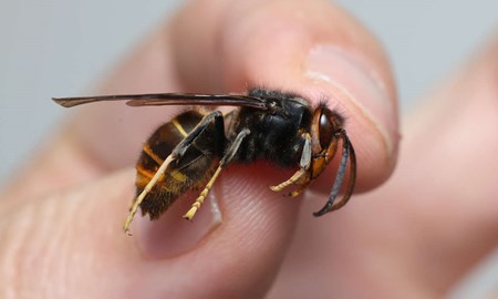 Rustar för att möta farlig invasiv bålgeting