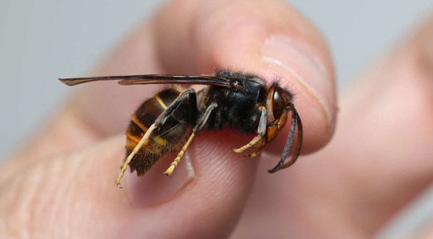 Rustar för att möta farlig invasiv bålgeting