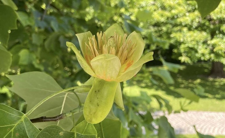 Tulpanträden blommar vackert vid en av uteserveringarna. Foto: Margretetorps Gästifvaregård