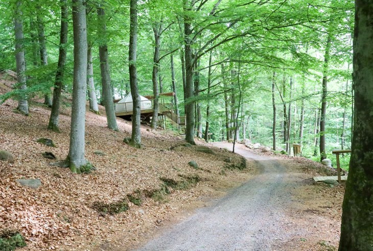 Bokskogens kala mark under de täckande trädkronorna breder ut sig bredvid glampingenheterna. Foto: Peter Jakobsson