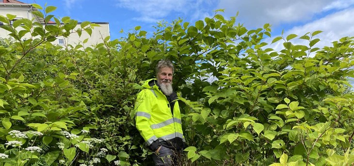 Johan Mårtensson är naturvårdsförvaltare på Båstads kommun och berättar att parksliden är den svåraste av alla invasiva arter att bekämpa och växten bildar bestånd som är så täta att den kväver all annan växtlighet.  Foto: Carina Nilsson