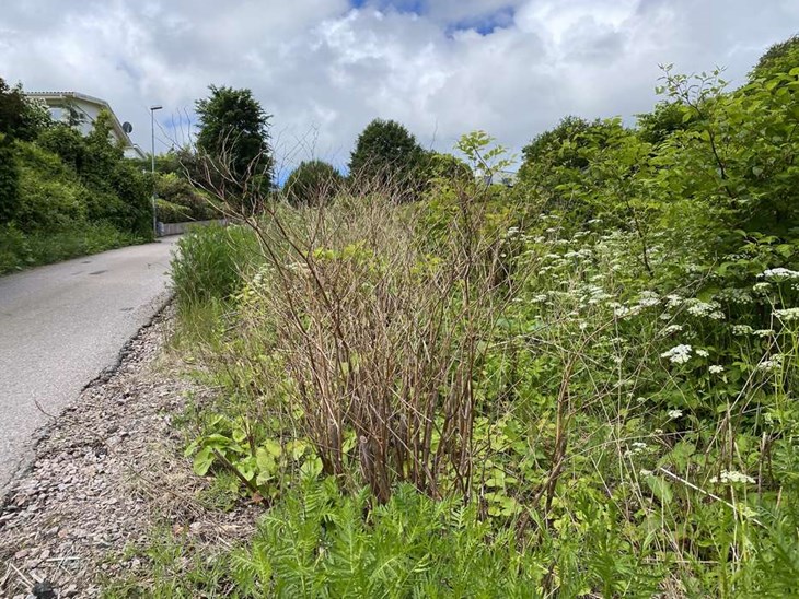 Bekämpning med gift har gett en viss effekt på de platser där kommunen har fått tillstånd att göra det.Parksliden har minskat ner och en del av plantorna har dött. Foto: Carina Nilsson