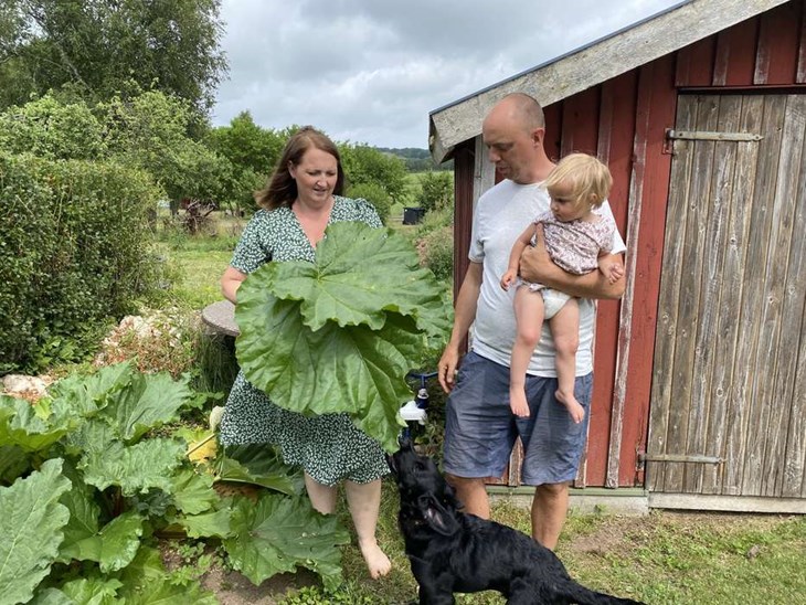 Rabarberna i familjens trädgård på Bjäre växer så det knakar. Anette och Carl vill ta vara på allt som finns i den stora trädgården. Dottern Liv och hundvalpen Ludde smakar gärna på rabarberna. Foto: Carina Nilsson 