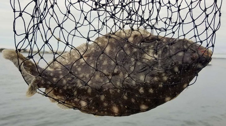 Skrubbskäddan och andra plattfiskar är i princip borta i Laholmsbukten. Foto: Adobe Stock