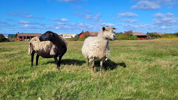 Fyrbent hjälp mot invasiv växt – helt gratis