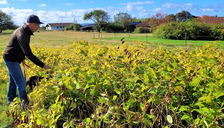 Tidigt i våras, efter vintern, kunde det här beståndet av parkslide knappt skönjas. Under den torra sommaren har inga får betat i den här hagen, men inom kort kommer djuren ha tuggat i sig hela beståndet. Foto: Rickard Gustafsson