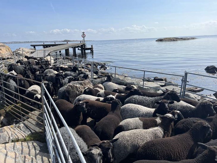 Hallands Väderö används fortfarande som betesmark för olika djur. Foto: Arkiv