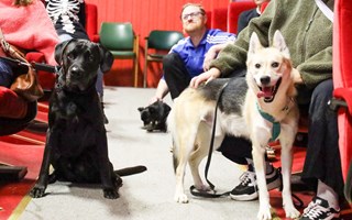 Hundarna tar plats i biosalongen – Scala testar hundbio
