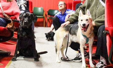 Hundarna tar plats i biosalongen – Scala testar hundbio