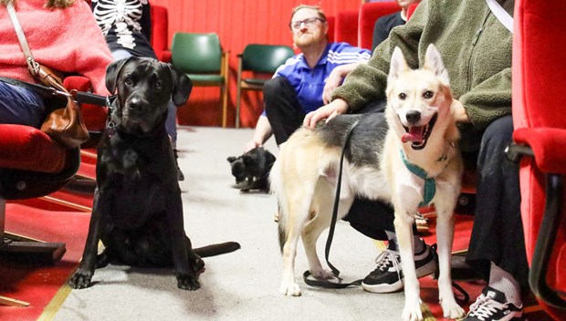 Hundarna tar plats i biosalongen – Scala testar hundbio Hundarna tar plats i biosalongen – Scala testar hundbio