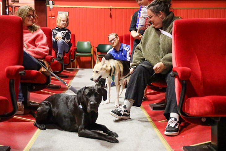 Hannes tänker att det kanske blir runt 20 hundar i salongen under visningen. Efter premiärvisningen vet han om det gick bra med alla jyckarna. Foto: Peter Jakobsson