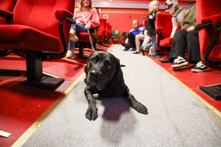 Hannes hoppas att de fyrbenta gästerna ska vara lika snälla som Ozzy som testade hundbio lite i förväg. Foto: Peter Jakobsson