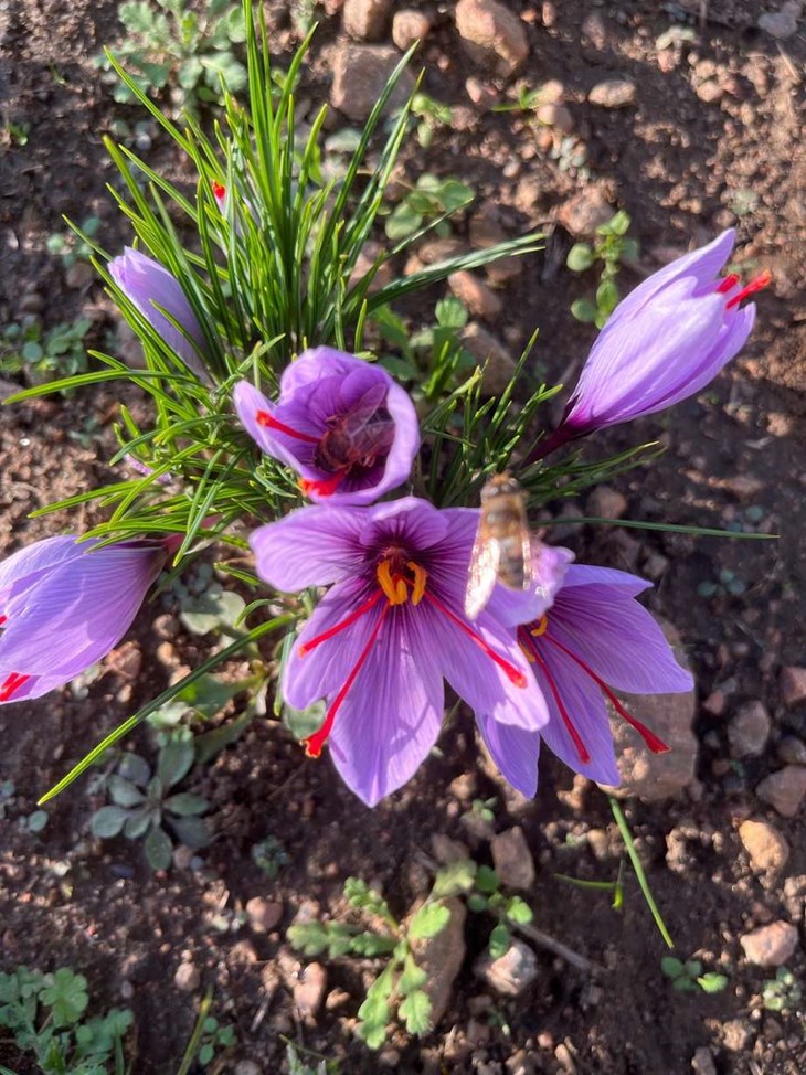 Saffranskrokusen blommar på hösten till skillnad från vanliga krokus. Foto: Privat
