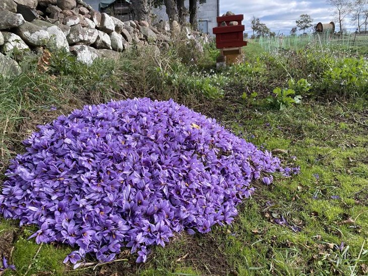 Saffranskryddan finns i blommornas pistiller. Resterna lyser vackert lila i höstsolen. Foto: Carina Nilsson