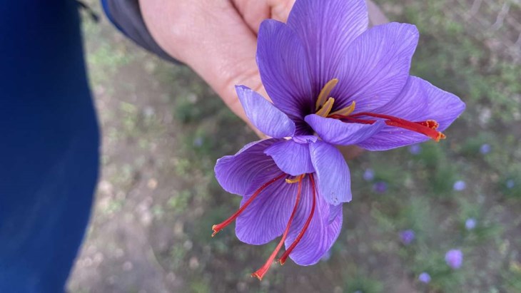 Saffran är en av världens dyraste kryddor men det är ett drygt arbete att få fram den. Varje blomma har ungefär tre pistiller som blir till krydda. Foto: Carina Nilsson