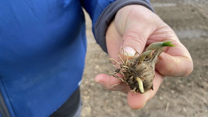 Anja Sauhula har precis planterat ett halvt hektar med saffranskrokus för att se om man kan få dem att föröka sig på ett bra sätt. Det görs i samarbete med ett holländskt företag. Foto: Carina Nilsson