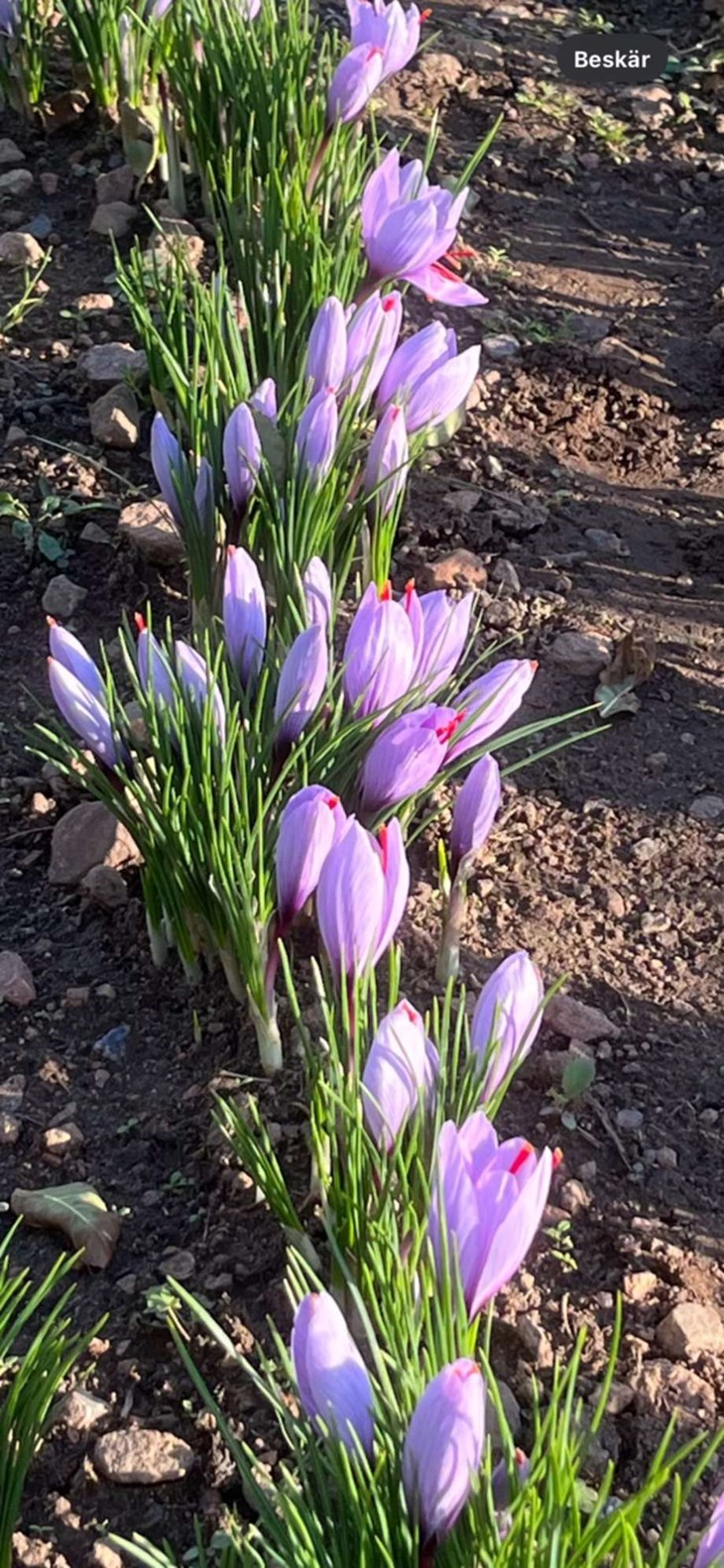Saffranskrokusen ser ut som en vanlig krokus och är även lika omtyckt av rådjur och harar. Foto: Privat